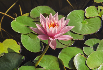 Flower pink lotus in the pond close-up