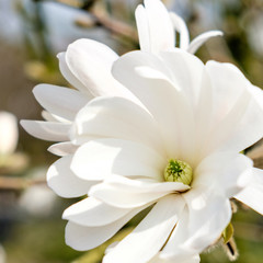 Magnolia stellata