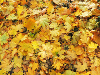 Autumn maple leaves and green ivy