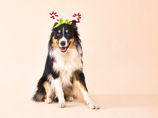 Australian Shepherd mit Zuckerstangen