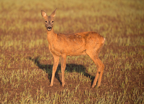 Roe deer