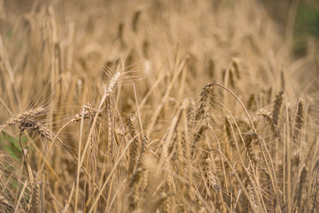 Fototapeta premium Wheat field background. Macro photo.