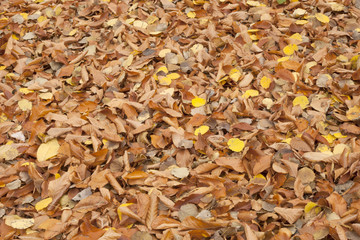 sonbaharda yedigöller