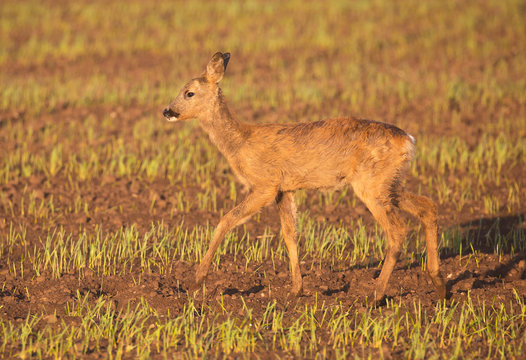 Roe deer