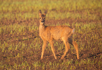 Small roe deer in agricultural fields.