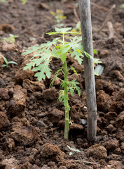 Young papaya tree