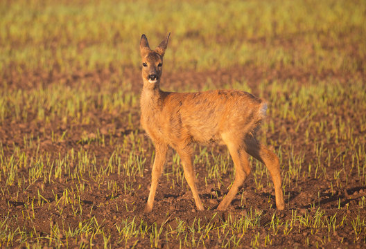 Small roe deer in agricultural fields.