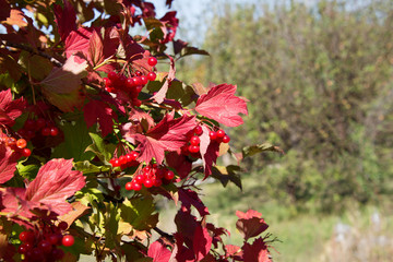 In the autumn garden