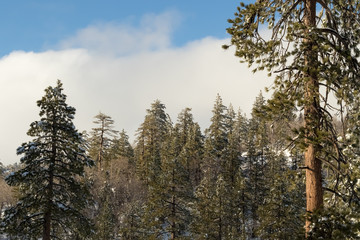 Mountain View, Climate Change at Southern California, Big Bear M