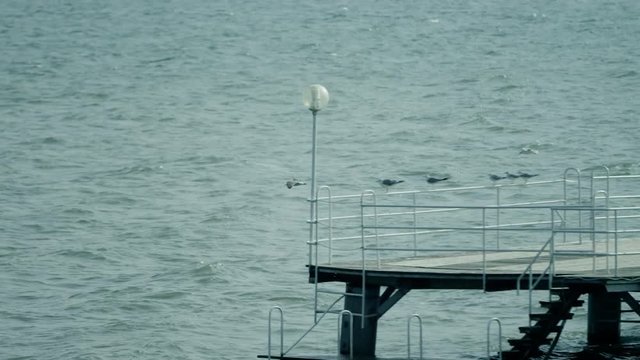 Flying seagulls above lake