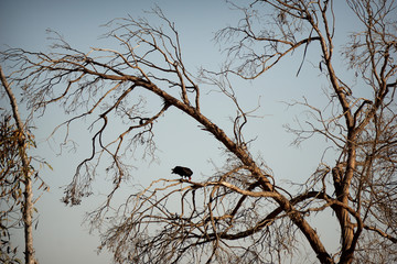 vulture sitting in bare tree