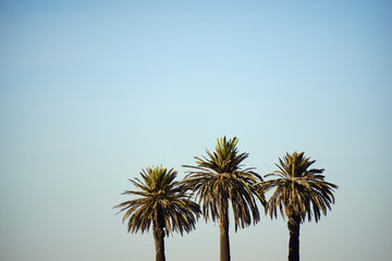 tree palm trees
