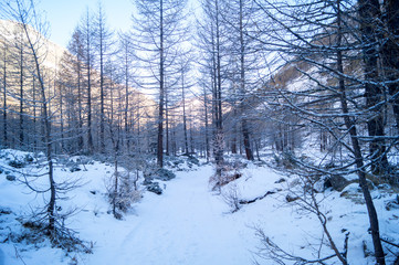 Obraz premium Mountain landscape with snow and snow-covered trees. Mountains in winter with colorful trees
