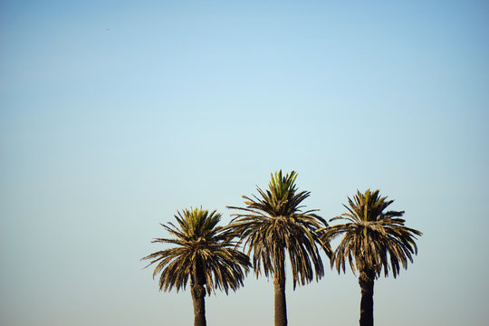 tree palm trees