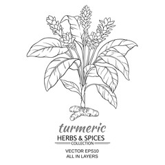 turmeric vector illustration