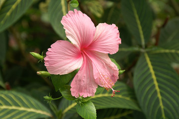 Hibiskus Blüte © MaBu