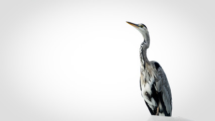 Grey heron 