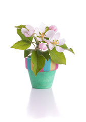 Pink and white apple flowers in a tiny pot