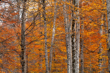 sonbaharda orman ve göl ,sarı yapraklar