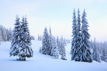  The trees under snow are on the lawn.