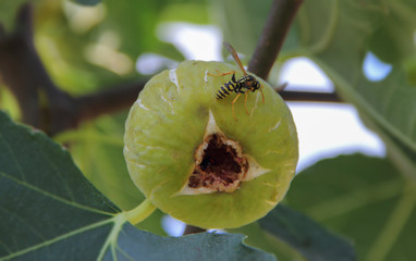 Wasp on the fig fruit.
