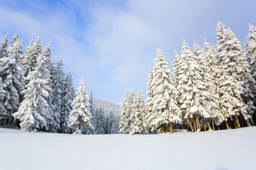  The trees under snow are on the lawn.