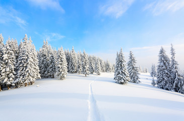 The path leads to the snowy forest.