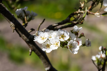 Spring Blossom