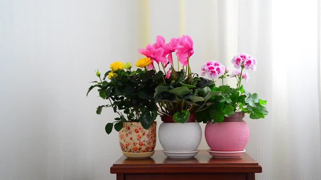cyclamen, rose and geranium in white interior