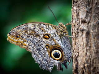 Caligo Owl butterfly 