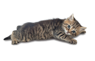 A small kitten was ill. Sick kitten. isolated