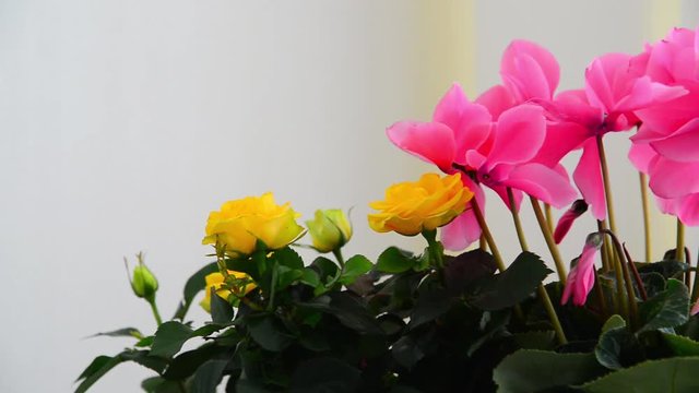 Beautiful flowers of cyclamen, rose and geranium