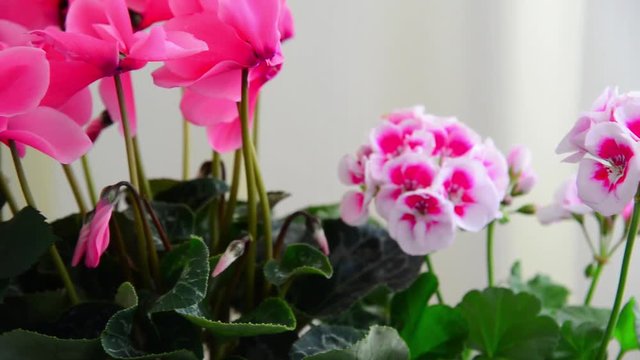 Beautiful flowers of cyclamen, rose and geranium