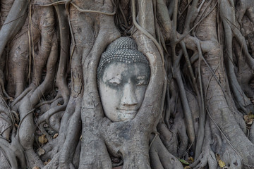 Fototapeta na wymiar Buddha Tree