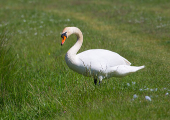 Höckerschwan - Swan