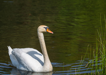 Höckerschwan - Swan