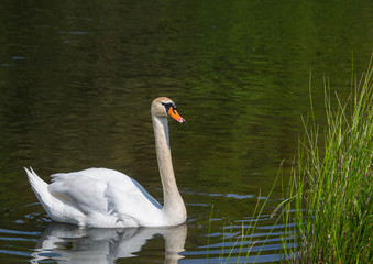 Höckerschwan - Swan