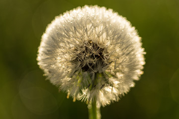 Pusteblume im Winter