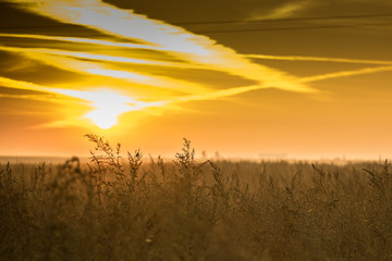 Sonnenuntergang im Feld