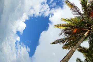 sky palm tree