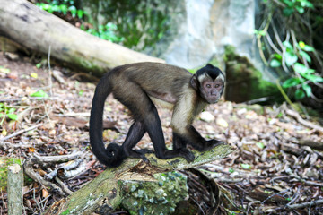capuchin monkey Iles du salut 