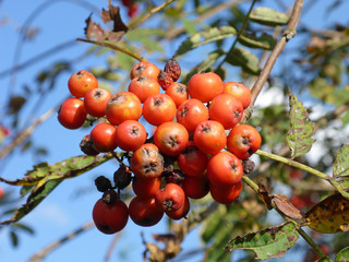 Beeren der Eberesche / Sorbus aucuparia