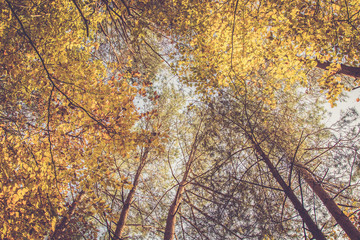Goldene Baumkronen im Herbst Wald