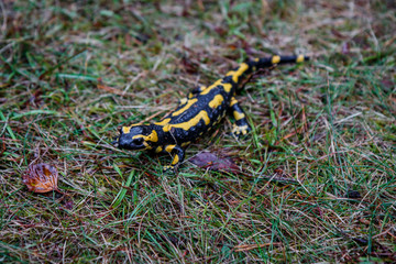 La salamandre tacheté