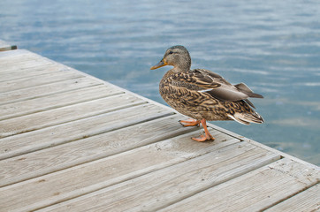 Duck walking over a wooden pedestrian bridge
