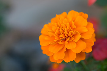 Orange Blume