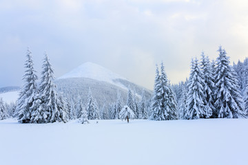  The trees under snow are on the lawn.