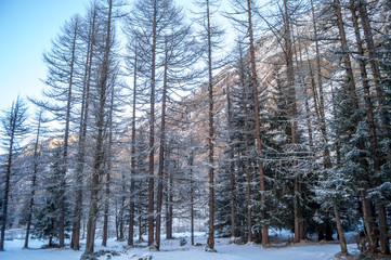 Fototapeta premium Mountain landscape with snow and snow-covered trees. Mountains in winter with colorful trees