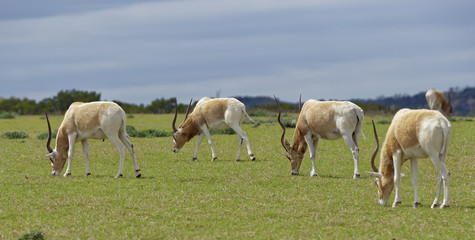 Obraz na płótnie Canvas Addax antelopes grazing in grassland
