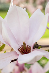 Magnolia x soulangeana